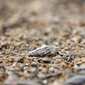 Barricane Wentletrap shell necklace